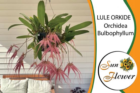 Lule Orchidea Bulbophyllum nga SUN FLOWER ALBANIA